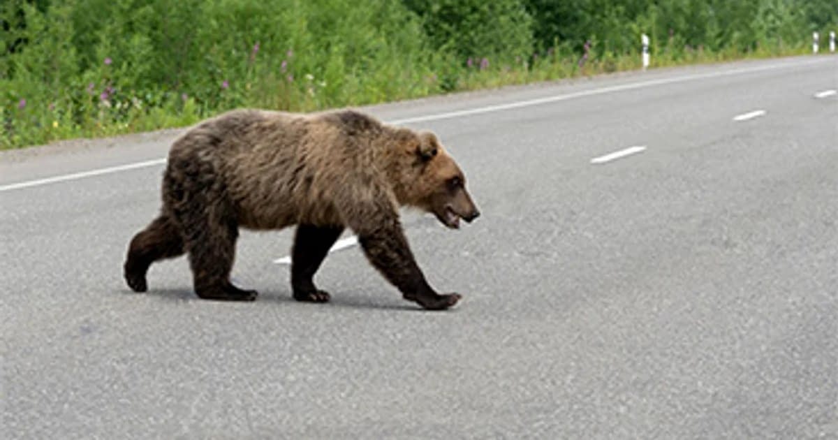 Motociclist străin, mușcat de urs pe Transfăgărășan în timp ce era oprit în coloană Motociclist străin, mușcat de urs pe Transfăgărășan în timp ce era oprit în coloană