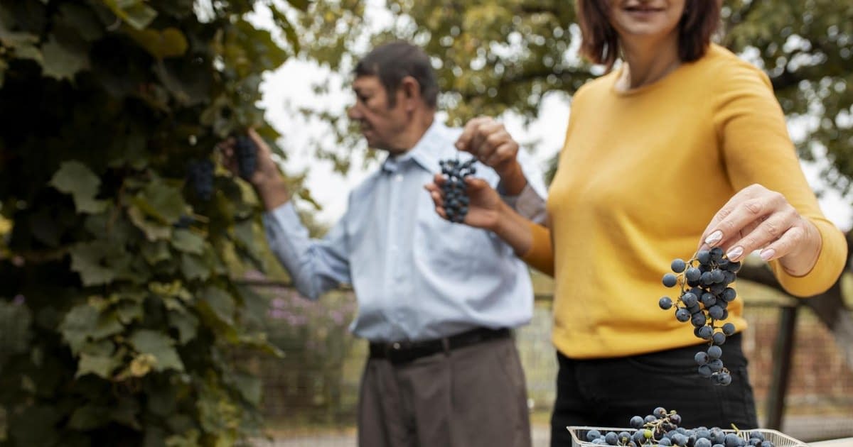 Strugurii, superalimentul românesc al toamnei. Beneficiile spectaculoase asupra sănătății Strugurii, superalimentul românesc al toamnei. Beneficiile spectaculoase asupra sănătății