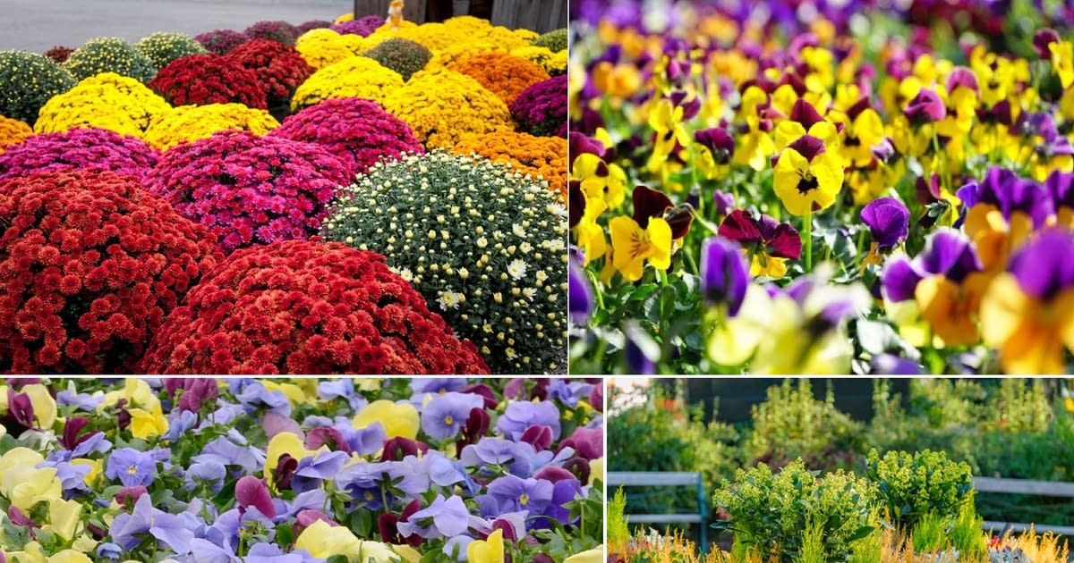 Plante perfecte pentru toamnă. Floarea miraculoasă care înflorește în frig și aduce culoare instant pe balcon și în grădină