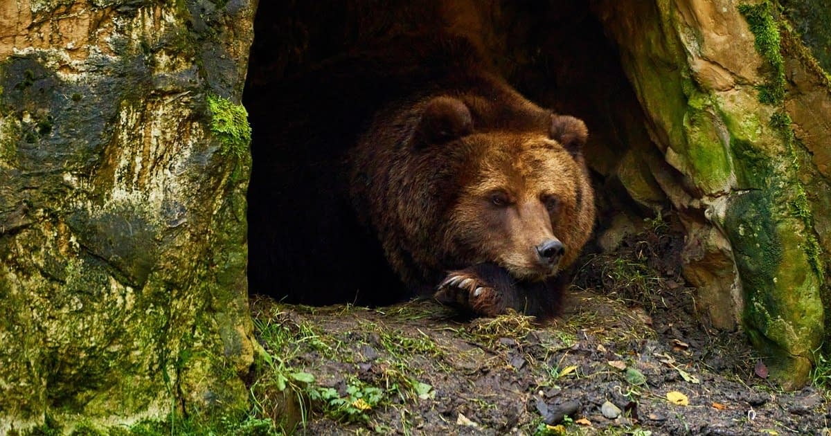 Ar trebui să ne temem de urșii din Carpați? „Uneori e un moșneag bondoc. Alteori atacă fără motiv” Ar trebui să ne temem de urșii din Carpați? „Uneori e un moșneag bondoc. Alteori atacă fără motiv”