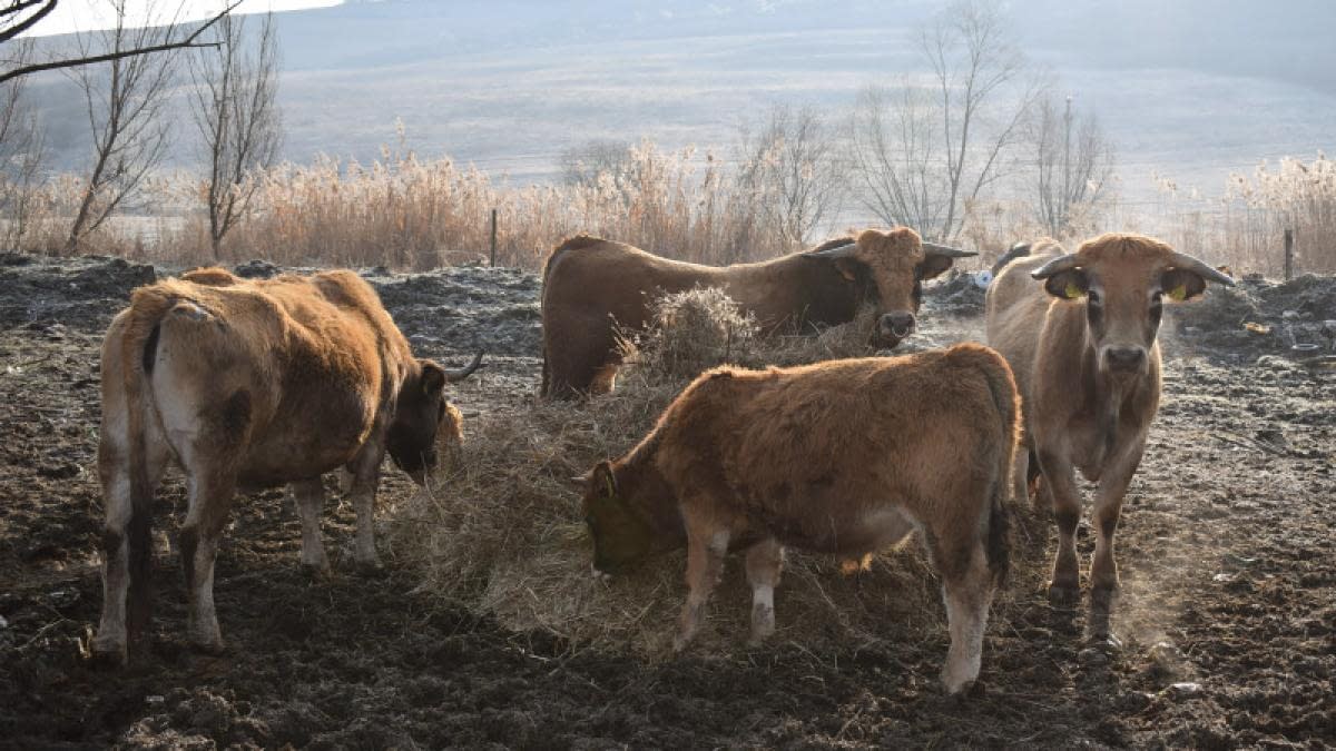 Măsuri de protejare a animalelor în județele aflate sub COD ROȘU Măsuri de protejare a animalelor în județele aflate sub COD ROȘU