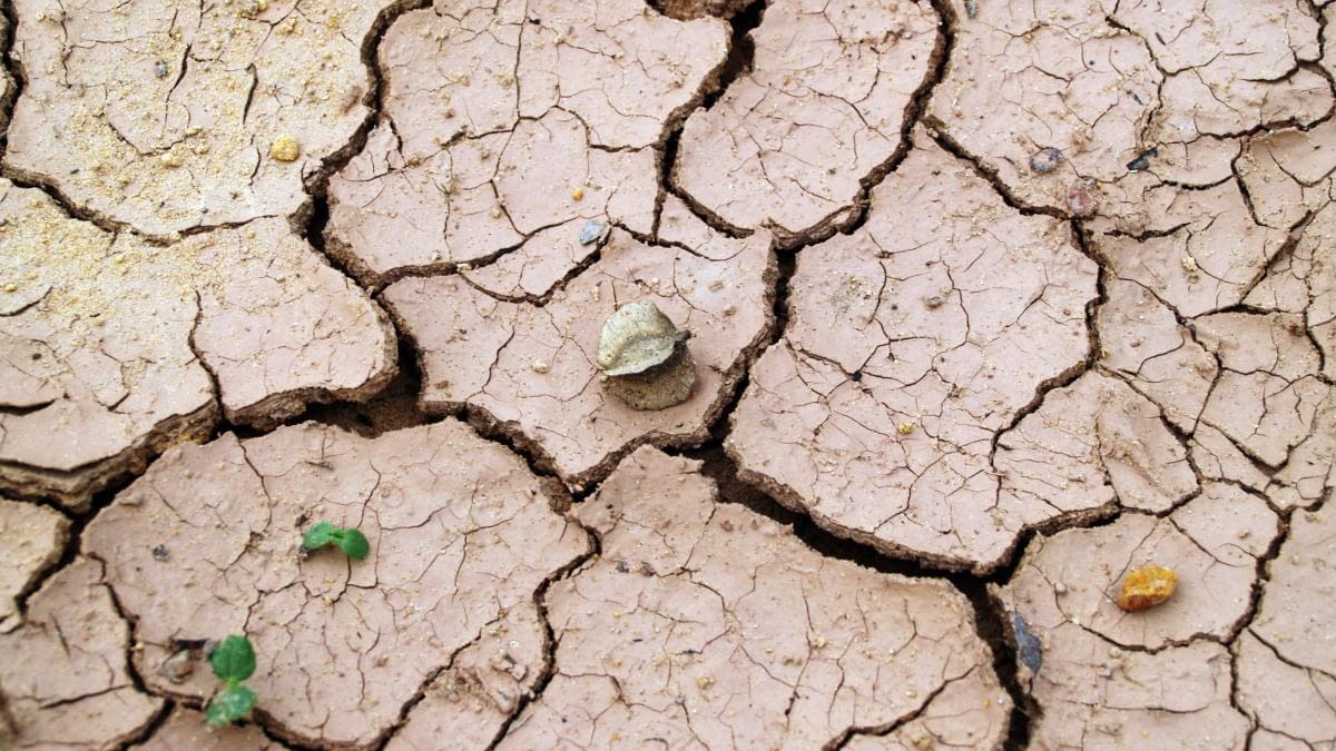 Seceta distruge recoltele fermierilor din Europa: „Am pierdut tot. E devastator. Mi se frânge inima” Seceta distruge recoltele fermierilor din Europa: „Am pierdut tot. E devastator. Mi se frânge inima”
