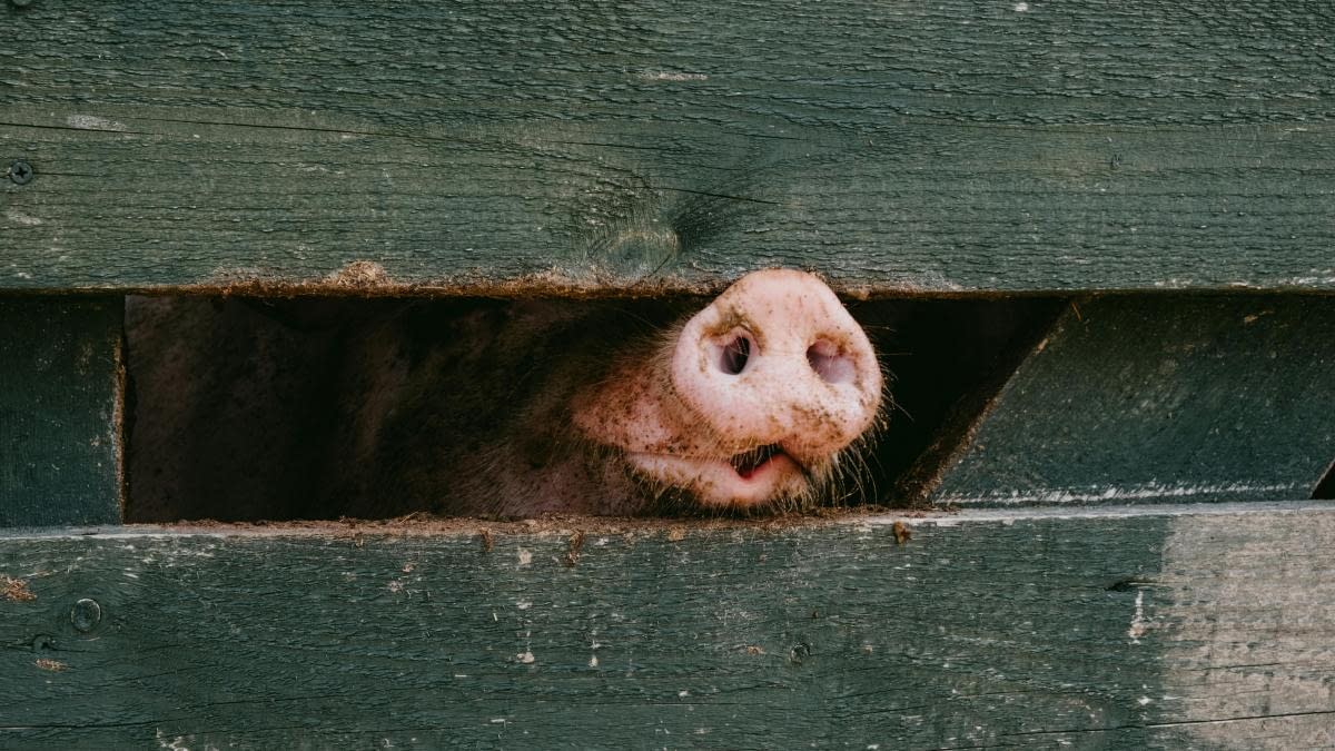 Atenție: Mistreț, surprins lângă Mall Băneasa din București! / video Atenție: Mistreț, surprins lângă Mall Băneasa din București! / video