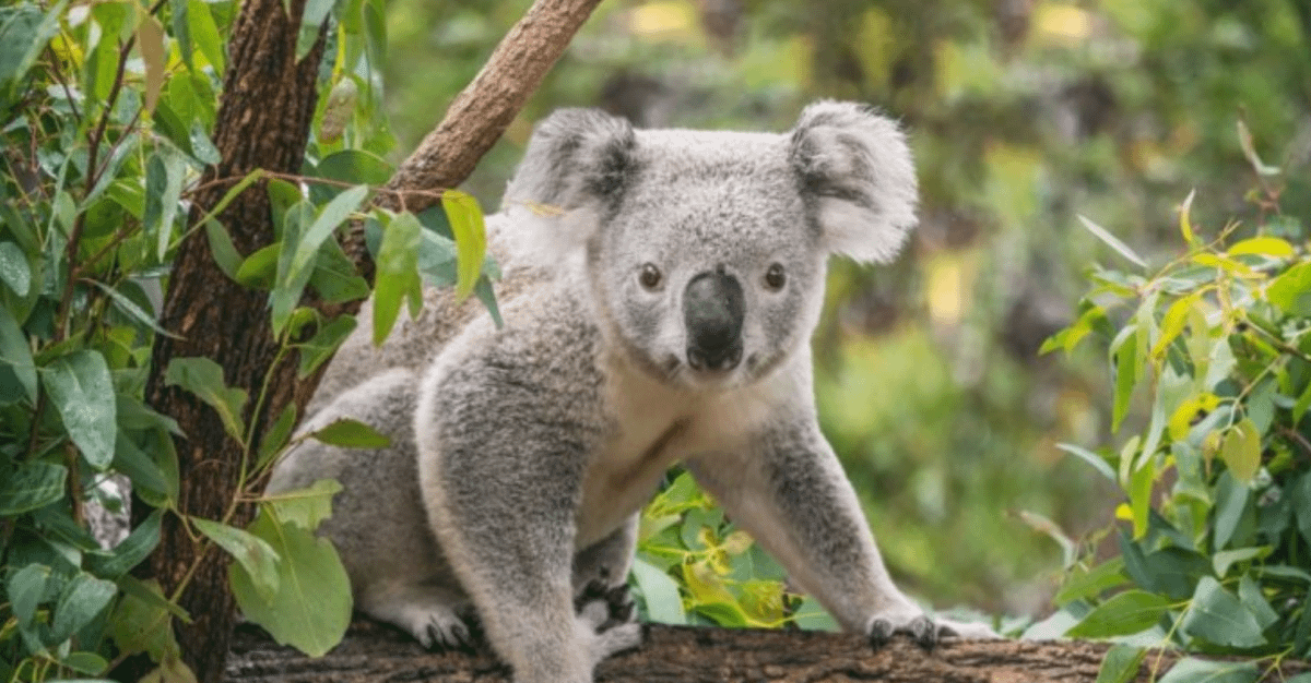 koala