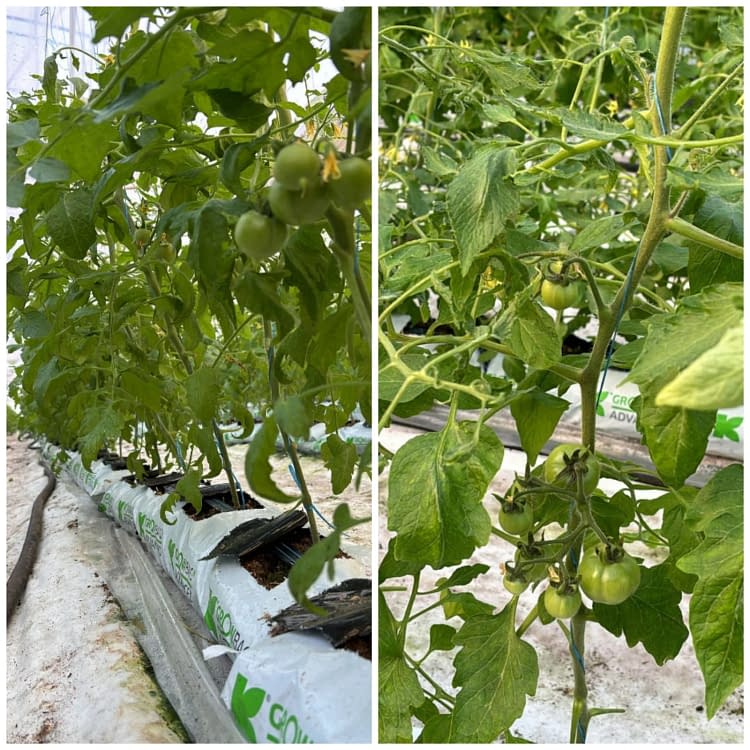 Tomatele vor fi gata pentru piață la sfârșit de martie FOTo: Gh. Domnicu