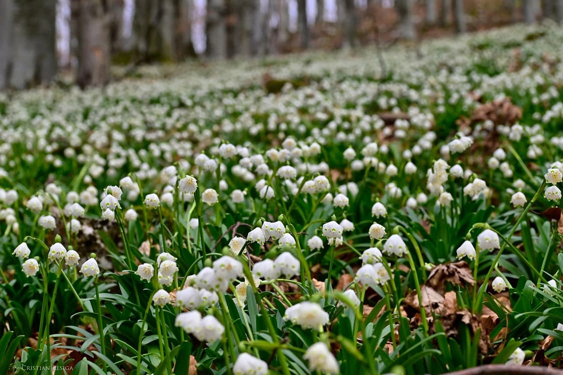 Platoul Vârtoapelor. Foto: Romsilva. 