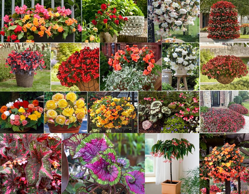 Colaj imagini cu diverse tipuri de begonia