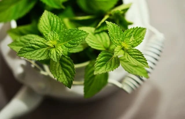 Menta. Wikipedia. 