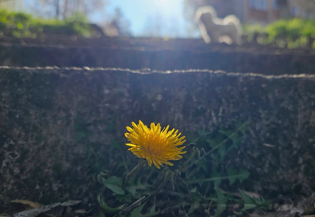 Păpădie. Foto: Daniel Guță. ADEVĂRUL