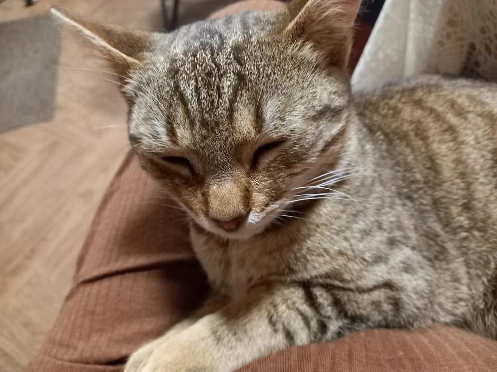 Pisoi