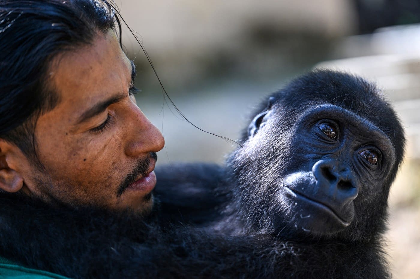 Un pui de gorilă, subiect de dispută între Turcia și Nigeria. „Nu există nicio logică în acțiunile guvernului turc” Un pui de gorilă, subiect de dispută între Turcia și Nigeria. „Nu există nicio logică în acțiunile guvernului turc”