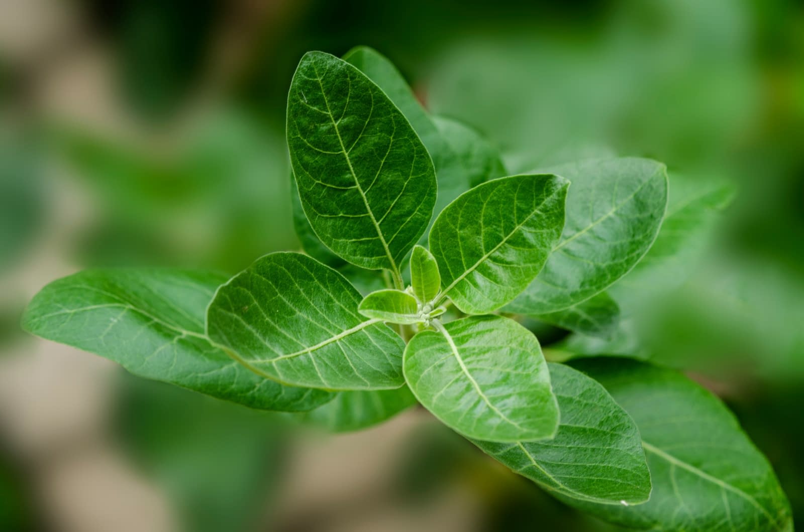 Planta care a devenit virală peste noapte: Te scapă de stres, dar îți poate distruge ficatul!