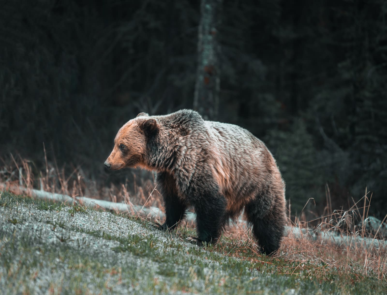 Bărbat atacat de urs în timp ce lucra pe câmp Bărbat atacat de urs în timp ce lucra pe câmp
