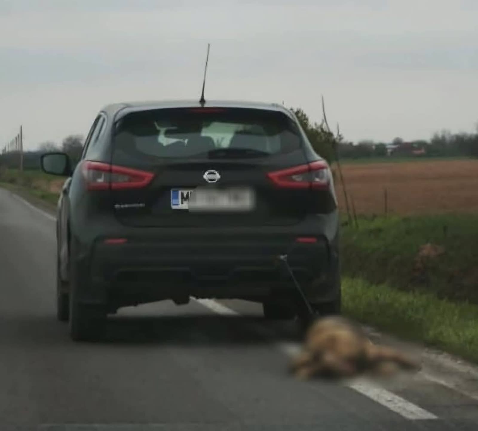 Cățelușa târâtă de mașină TRĂIEȘTE: FOTO/ ”Starea ei generală este foarte bună” Cățelușa târâtă de mașină TRĂIEȘTE: FOTO/ ”Starea ei generală este foarte bună”