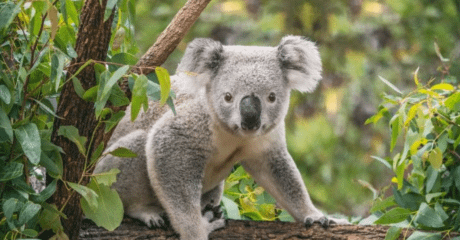 Guvernul australian a dat ordin ca drăgălașii ursuleți koala să fie împușcați direct din elicoptere. Motivul acestei decizii controversate