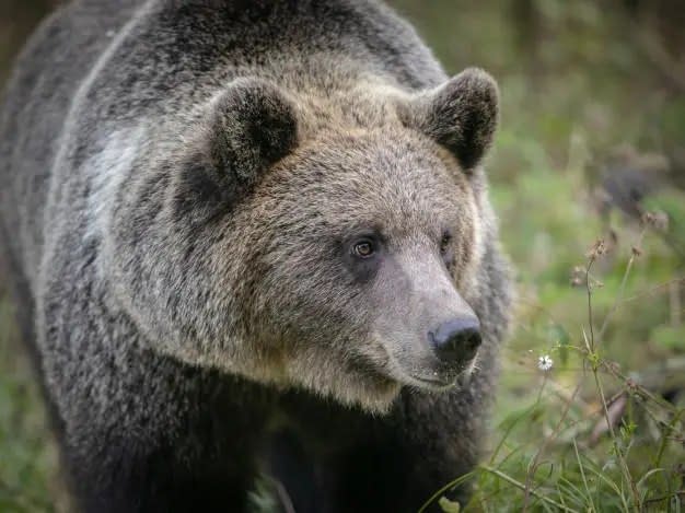 Ursul care l-a atacat pe șeful Salvamont Predeal a fost împușcat / Bărbatul va fi transferat cu avionul la Spitalul Floreasca